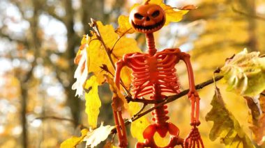 Cadılar Bayramı atmosferi. İskelet ve Balkabağı Cadılar Bayramı Yaprakları Dekorasyonu. Sarı yapraklı bir meşe dalında balkabağı iskeleti. Cadılar Bayramı sokak dekoru. Sonbahar tatilinin sembolü. 4k görüntü