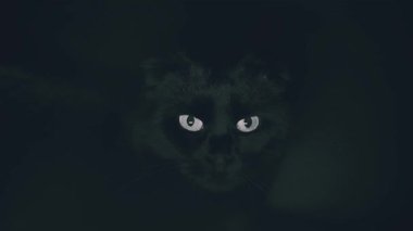 Kara kedi gözleri. Büyücülük ve sihirli atmosfer. Cadılar Bayramı kedisi. Siyah arka planda yanıp sönen beyaz ışığa bak. 4k görüntü