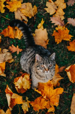 Sonbaharda çizgili kedi portresi. Autumn Leaves Outdoors tarafından çevrelenmiş kedi. Sonbahar mevsimi ve hayvanlar. Tekir kedisi ve sarı akçaağaç yaprakları sonbahar çimlerinde..