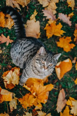 Merhaba sonbahar. Sonbaharda Tekir Kedi Dışarıya Bakıyor. Autumn Leaves Outdoors tarafından çevrelenmiş kedi. Sonbahar mevsimi ve hayvanlar.