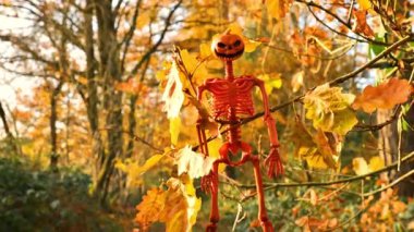 Cadılar Bayramı arkaplanı. Sarı yapraklı bir meşe dalında balkabağı iskeleti. Cadılar Bayramı sokak dekoru. Sonbahar tatilinin sembolü. 4k görüntü