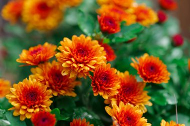 Çiçekli Portakal Kasımpatı. Turuncu kasımpatılar sonbaharda bulanık bahçe arka planında kapanır..