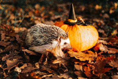  Cadılar Bayramı dekorasyonlu cadı şapkalı kirpi. Cadılar Bayramı dekorasyonlu kirpi..