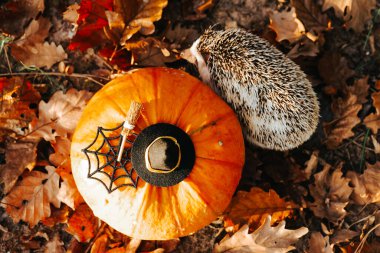 Balkabağı ve sonbahar yapraklı kirpi. Hayvanlı ve evcil hayvanlı sonbahar cadılar bayramı duvar kağıtları 