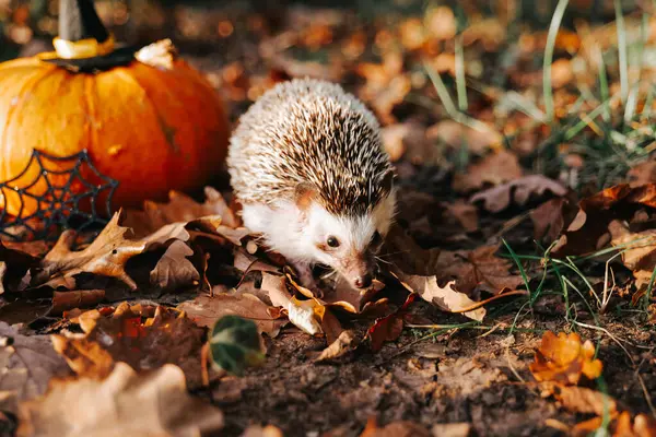 Balkabağı, Kirpi ve Cadılar Bayramı Dekorasyonları. Balkabaklı Kirpi. Evcil hayvanlı Bayram Cadılar Bayramı Cadılar Bayramı duvar kağıtları. 