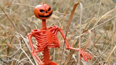 Cadılar Bayramı iskeleti. Mısır gevreği tarlasında turuncu iskelet biblo. Sonbahar tatilleri için ürkütücü bir dekor. 4k görüntü