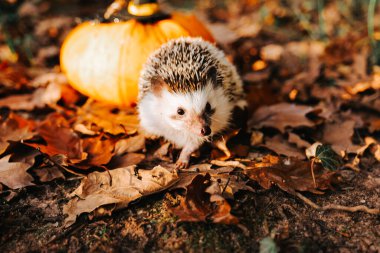 Cadılar Bayramı için Cadı Şapkası Giyen Kirpi. Hayvanlar ve evcil hayvanlarla dolu bayram Cadılar Bayramı Cadılar Bayramı duvar kağıtları. 