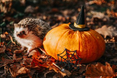 Balkabağı ve sonbahar yapraklı kirpi. Cadılar Bayramı için bir kirpi. Hayvanlar ve evcil hayvanlarla dolu bayram Cadılar Bayramı Cadılar Bayramı için duvar kağıtları. 