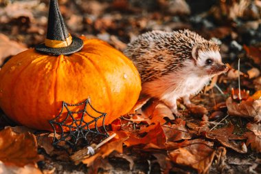 Cadılar Bayramı duvar kağıtları hayvanlarla dolu. Cadılar Bayramı Balkabağı ve Cadı Şapkası ile kirpi. Balkabağı ve Cadılar Bayramı Dekorasyonu ile kirpi.. 