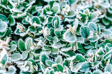 Dondurulmuş bitki. Donmuş yeşil yapraklar. Yeşil yapraklar beyaz buza bulanmış..