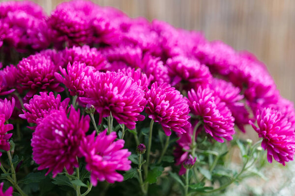Пурпурный хризантем в Блуме. Крупный план фиолетового Хризантемы Цветы в осеннем саду