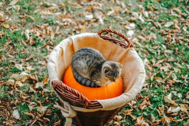 Güneşli bir sonbahar bahçesinde balkabağıyla sepette kedi yavrusu. Merhaba sonbahar..