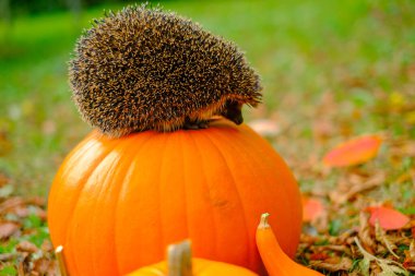 Bahçedeki Balkabağı 'nda kirpi. Orman hayvanları. Sonbahar renklerinde bir kirpinin portresi. 
