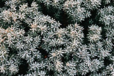 Kışın çalılıklarda donmuş yapraklar. Kışın buzla kaplı bitki.. 