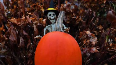 Cadılar Bayramı atmosferi. İskelet dekorasyonu. Alacakaranlıkta ortanca çalılıklarda portakal kabağı. 4k görüntü