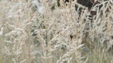 Bej renkli duvar kağıtları. Mısır gevreği duvar kağıtları. Peyzaj tasarımında süs çimenleri. 4k görüntü