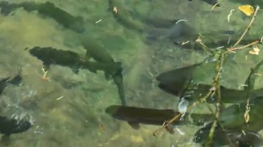 Balık çiftliği. Alabalık gölette yüzer. Üreme ve büyüyen alabalık. 4k görüntü