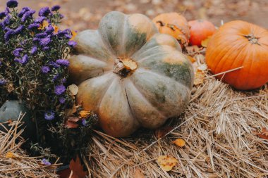 Hay.Pumpkins üzerinde balkabağının sonbaharı ve Hay Bales üzerinde balkabağı sonbaharı. Saman üzerinde bal kabağı bolluğu. Sonbahar duvar kağıtları, balkabakları, yaprakları ve çiçekleri ılık sonbahar renklerinde.