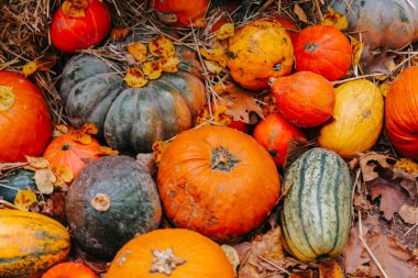 Şükran Günü ve Cadılar Bayramı geçmişi. Sonbahar için Hay Bales 'de Balkabağı ve Kabak. Saman üzerinde bal kabağı bolluğu. Sonbahar duvar kağıtları, balkabakları, yaprakları ve çiçekleri ılık sonbahar renklerinde..