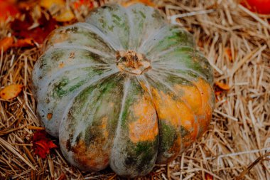 Sonbahar balkabağı arka planı. Yeşil ve Turuncu Balkabağı 'na yakın çekim. Hay. balkabağının samandaki durgun yaşamı.. 