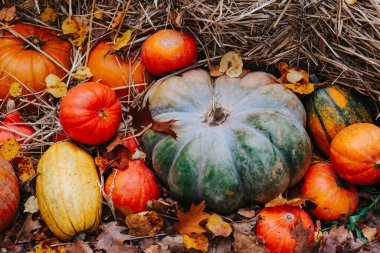 Sonbahar için Hay Bales 'de Balkabağı ve Kabak. Saman üzerinde bal kabağı bolluğu. Balkabaklı, yapraklı ve çiçekli sonbahar duvar kağıtları. Şükran Günü ve Cadılar Bayramı arkaplanı..