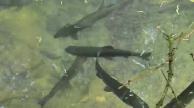 Temiz suda alabalık. Suda balık dolaşımı. Üreme ve büyüyen alabalık. Alabalık gölette yüzer. 4k görüntü