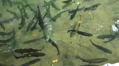 Alabalık sürüsü gölette yüzer. Balık çiftliği. Suda balık dolaşımı.