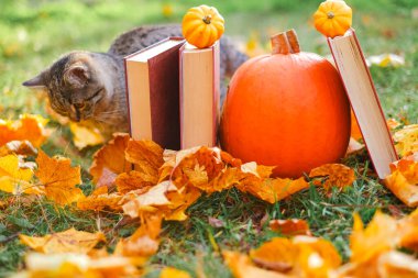  Sonbahar sade kitapları. Güneşli bir sonbahar bahçesinde kitap ve balkabağı taşıyan kedi yavrusu. Okula geri dönüyor. Bilim adamı kedi..