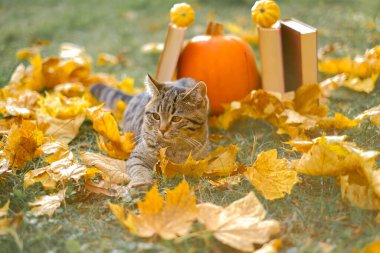 Sonbahar kitapları. Güneşli sonbahar bahçesinde kitap ve balkabaklı tekir kedicik. Sonbahar gününde okumak.