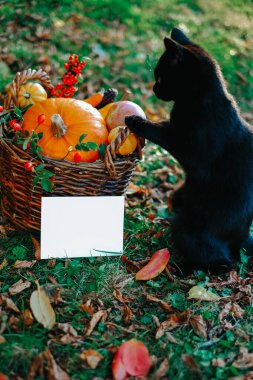 Yavru kedi ve sonbahar hasadı ile sonbahar modeli. Sonbahar hasat sepetli kara kedi. 