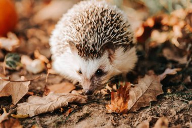  Şirin bir kirpinin portresi. Sonbahar Yaprakları 'nda Kirpi' nin yakın çekimi. Orman hayvanları