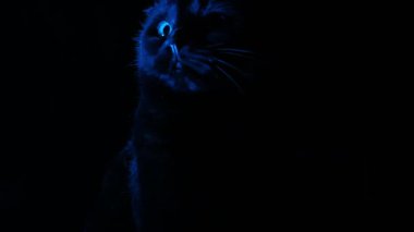 Koyu renk kedi profili. Kara kedi profili. Karanlıktaki mavi ışıktaki siyah kedi. 4k görüntü