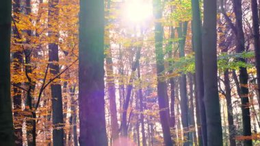Parlak güneş ışınlarıyla sonbahar ormanı. Güneş dalların arasından sarı yapraklarla parıldıyor.. 