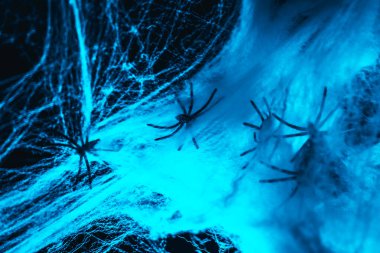 Blue Cobweb with Spiders on Black Background.Webs Evil Halloween mockup.Thin web threads, spiders and smoke in blue light.Autumn festive creepy background.Designer layout with space for text 