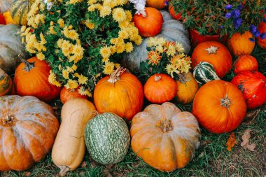 Merhaba sonbahar havası. Şükran Günü arkaplanı. Güz Hasadı Kabaklar ve Çiçeklerle Ekran.
