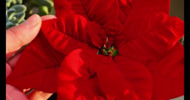 Parmak uçlarında kırmızı noktalı çiçek. Sembolik Noel Çiçekleri. Geleneksel Noel yıldızı çiçeği. Noel için evini dekore ediyorsun. 4k görüntü