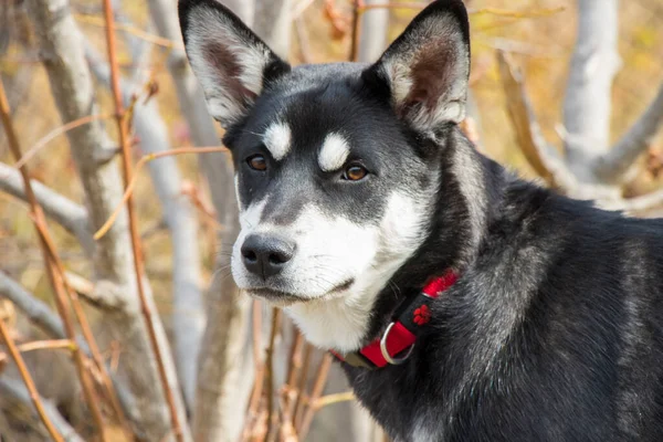 Černobílý Husky Pes Portrét Denní Světlo — Stock fotografie