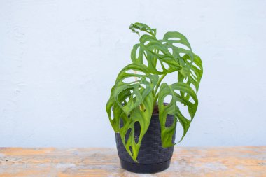 Monstera adansonii bitkisi. Yakın plan, her zaman yeşil bitki.