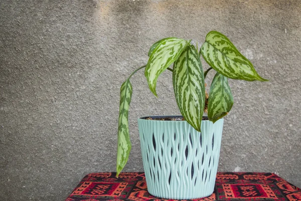 Aglaonema Commutates House Plants Green Pretty Plants Interior — стокове фото