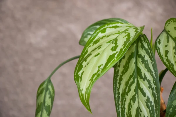 Aglaonema Коммутирует Домашнее Растение Зеленое Красивое Растение Интерьера — стоковое фото