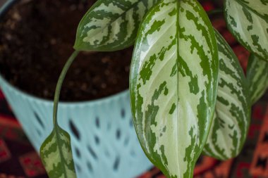 Aglaonema banliyöleri, ev bitkileri, iç mimari için yeşil güzel bitkiler.