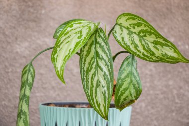 Aglaonema banliyöleri, ev bitkileri, iç mimari için yeşil güzel bitkiler.