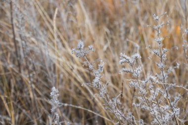 Sonbahar ve sonbahar çimenleri yakın plan, kahverengi ve sarı arkaplan