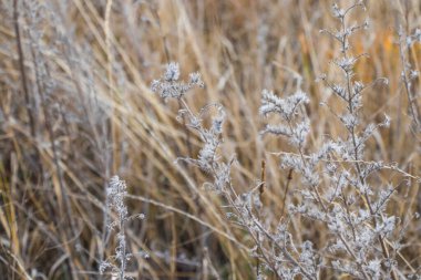 Sonbahar ve sonbahar çimenleri yakın plan, kahverengi ve sarı arkaplan