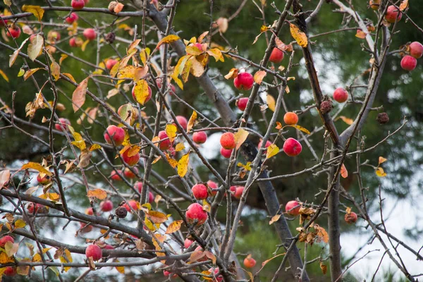 リンゴ 秋の果物と赤いリンゴの木 — ストック写真