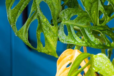 Monstera adansonii plant close-up, ever green houseplant, sunlight and green colors