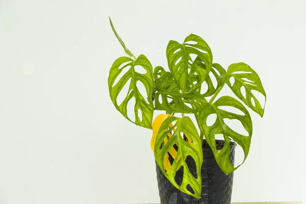 Monstera adansonii plant close-up, ever green houseplant, sunlight and green colors