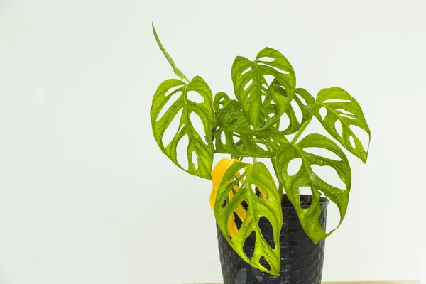 Monstera Adansonii Plant Close Ever Green Houseplant Sunlight Green Colors Imágenes De Stock Sin Royalties Gratis