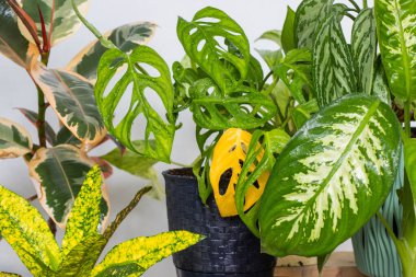 Monstera adansonii, ficus ve diğer tropikal bitkiler, şimdiye kadar yeşil bitkiler, güneş ışığı ve yeşil renkler
