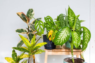 Monstera adansonii, ficus ve diğer tropikal bitkiler, şimdiye kadar yeşil bitkiler, güneş ışığı ve yeşil renkler